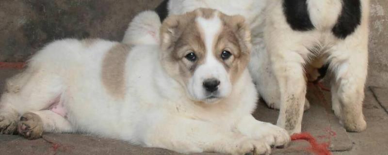 肉狗養殖掙錢嗎，養肉狗前景怎么樣