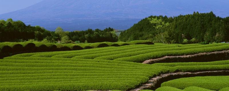 農(nóng)村合作社靠什么盈利，農(nóng)村合作社是什么性質(zhì)