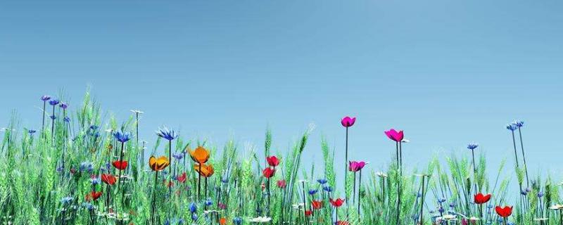 2020年啥農作物值錢，2020年農村種植什么值錢