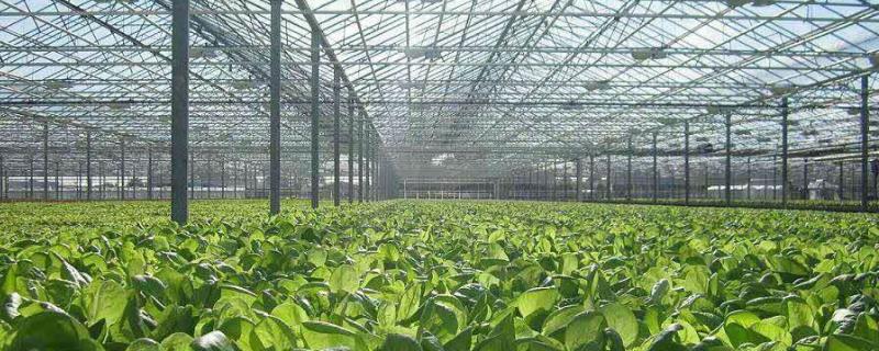 智能蔬菜大棚造價(jià)每畝（多少錢一平）