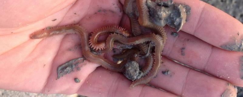 紅蟲怎么養殖？紅蟲養殖需要什么條件