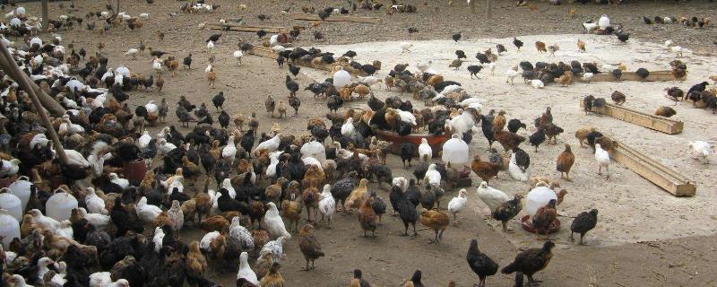 東北適合養殖什么掙錢，北方緊缺的養殖項目