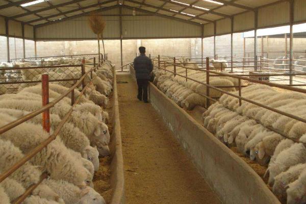 好聽招財的養殖場名字，寓意養殖場紅火的名字，好聽又霸氣的養殖名字