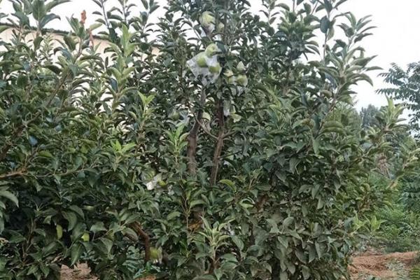 響富蘋果苗多錢一棵？響富蘋果品種介紹