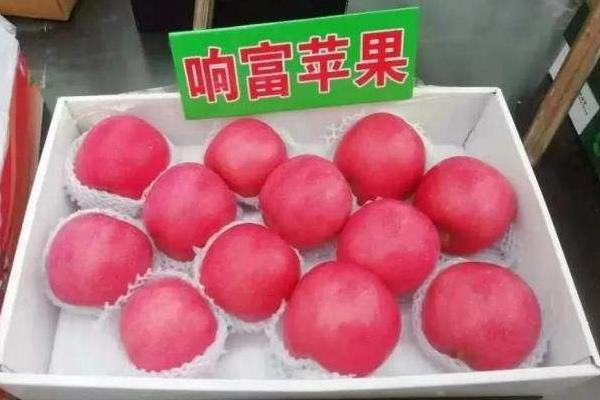 響富蘋果苗多錢一棵？響富蘋果品種介紹