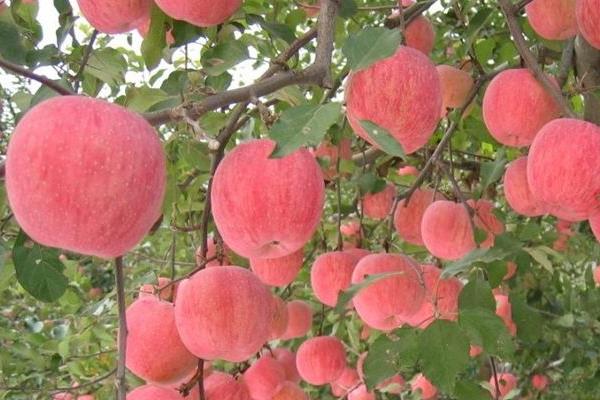 響富蘋果苗多錢一棵？響富蘋果品種介紹