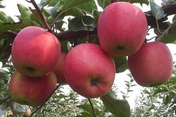 蘋果里面發霉了還能吃嗎，如果外面果子是好的能吃嗎？