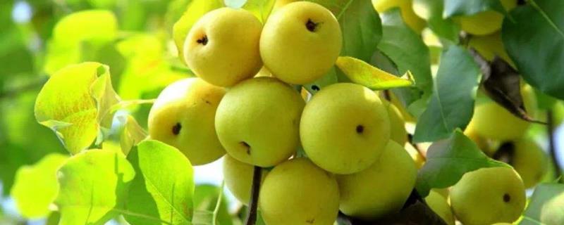 梨壞了一部分還能吃嗎?蒸熟還能吃嗎