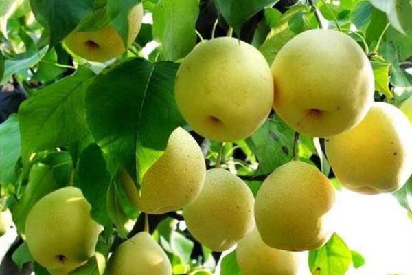 梨壞了一部分還能吃嗎?蒸熟還能吃嗎