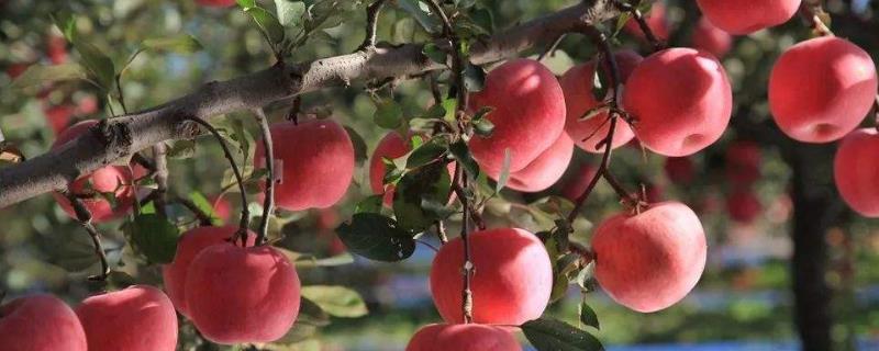 響富蘋果苗多錢一棵？響富蘋果品種介紹