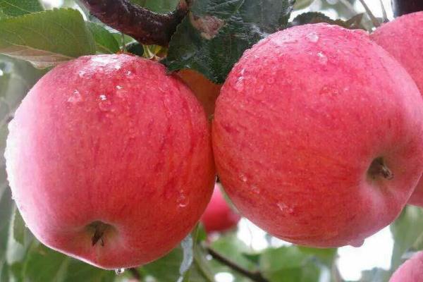 響富蘋果苗多錢一棵？響富蘋果品種介紹