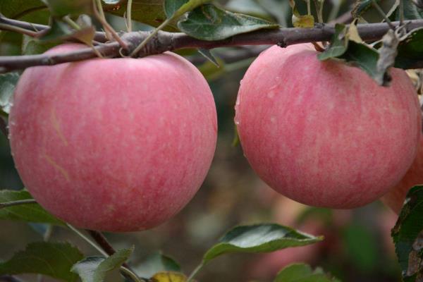 響富蘋果苗多錢一棵？響富蘋果品種介紹