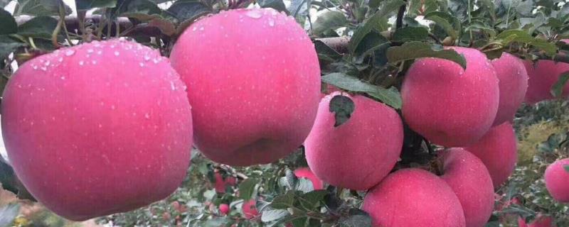 蘋果里面發霉了還能吃嗎，如果外面果子是好的能吃嗎？