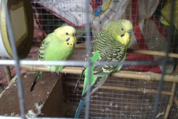 鸚鵡養殖利潤與銷路,鸚鵡養殖需要辦什么手續