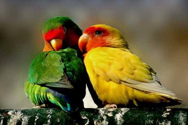 鸚鵡養殖利潤與銷路,鸚鵡養殖需要辦什么手續