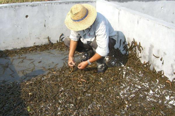 水蛭養殖成本一畝多少,養殖水蛭一年能掙多少