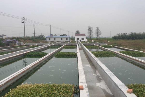 水蛭養殖成本一畝多少,養殖水蛭一年能掙多少