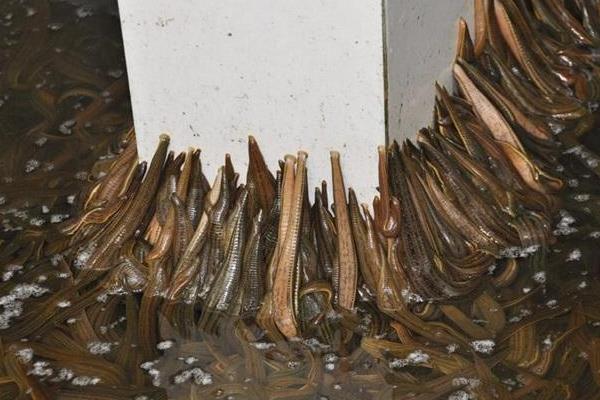 水蛭養殖成本一畝多少,養殖水蛭一年能掙多少