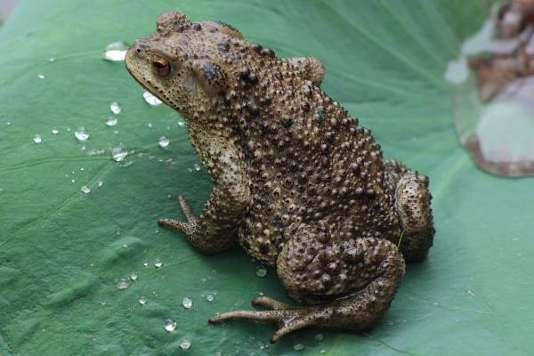 2020年養什么掙錢,2020年養殖什么最合適