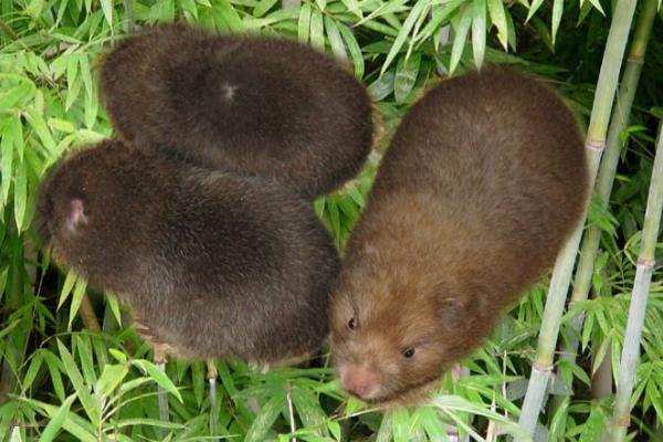 2020年養什么掙錢,2020年養殖什么最合適