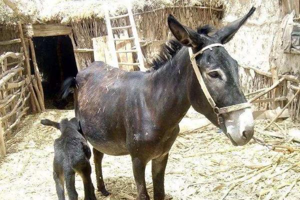 2020年養什么掙錢,2020年養殖什么最合適