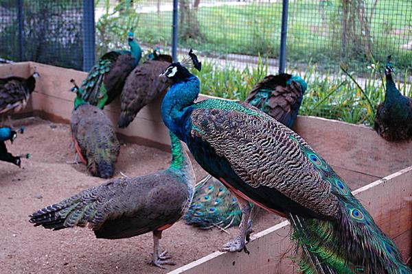 孔雀養(yǎng)殖最大的問題？需要什么證件？有前景嗎？