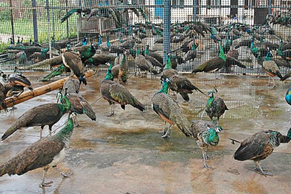 孔雀養(yǎng)殖最大的問題？需要什么證件？有前景嗎？