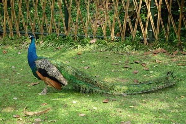 孔雀養(yǎng)殖最大的問題？需要什么證件？有前景嗎？