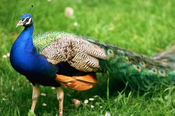 孔雀養(yǎng)殖最大的問題？需要什么證件？有前景嗎？