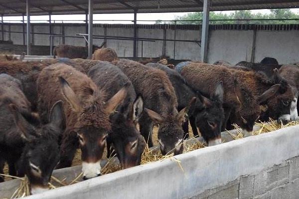 養驢掙錢為什么沒人養，養5頭驢的利潤與成本