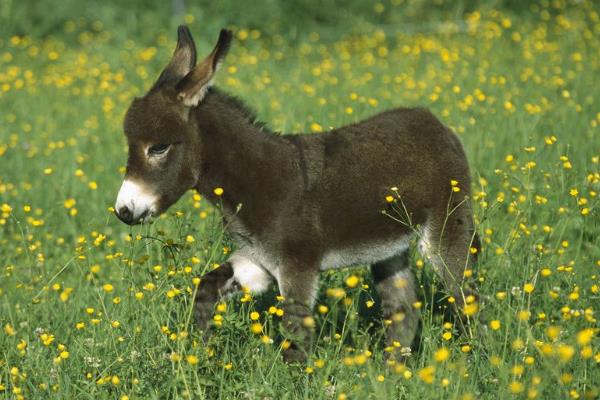 養驢掙錢為什么沒人養，養5頭驢的利潤與成本