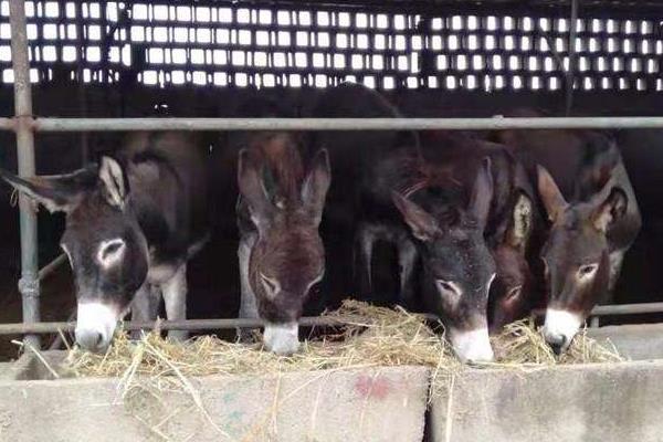 養驢掙錢為什么沒人養，養5頭驢的利潤與成本