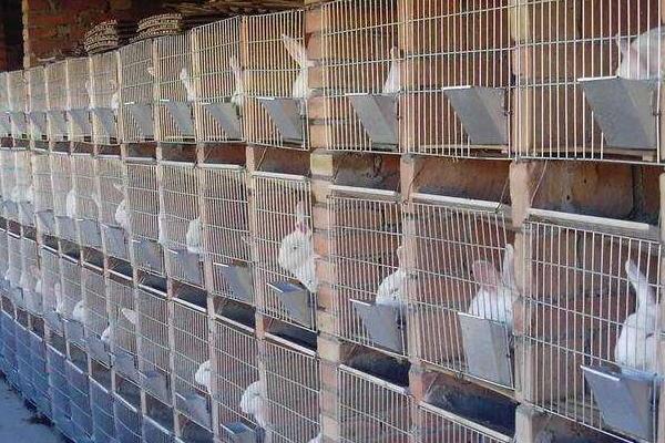 養(yǎng)兔的利潤與成本，10只母兔一年能掙多少