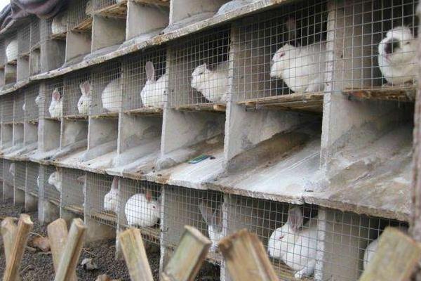 養(yǎng)兔的利潤與成本，10只母兔一年能掙多少