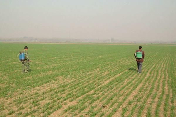 冬季麥田除草的最佳時間，小麥除野麥子最佳時間