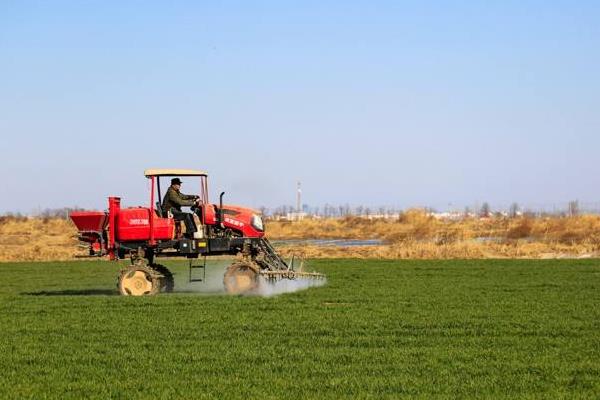 冬季麥田除草的最佳時間，小麥除野麥子最佳時間