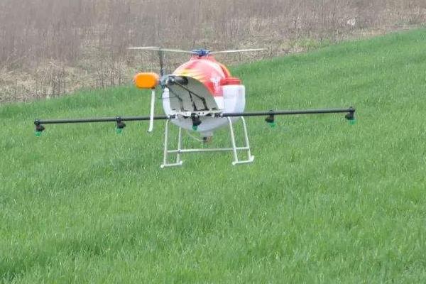冬季麥田除草的最佳時間，小麥除野麥子最佳時間