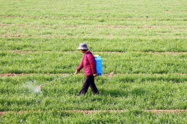 冬季麥田除草的最佳時間，小麥除野麥子最佳時間