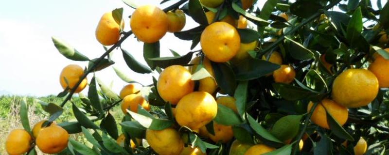 由良蜜桔可以發(fā)展嗎？由良蜜桔苗哪里買？多少錢一棵？