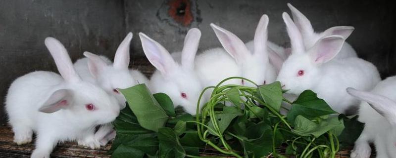 養(yǎng)兔的利潤與成本，10只母兔一年能掙多少