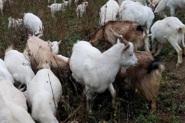 養羊100只投資多少（一年），賺多少錢？