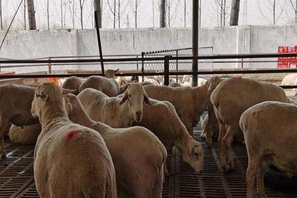 養羊100只投資多少（一年），賺多少錢？
