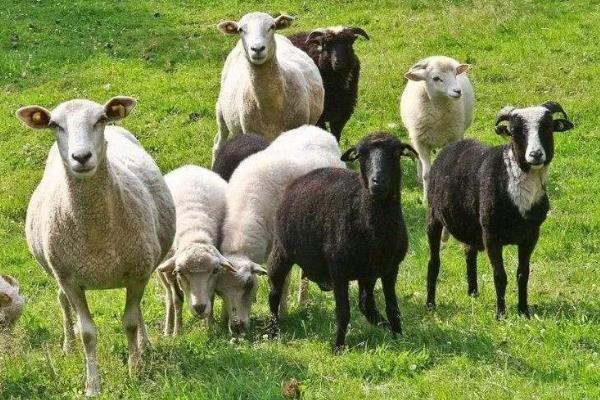 養(yǎng)羊的利潤與成本和有什么風險