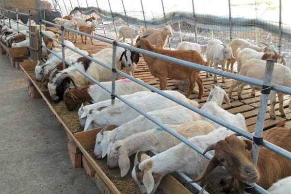 養(yǎng)羊的利潤與成本和有什么風險