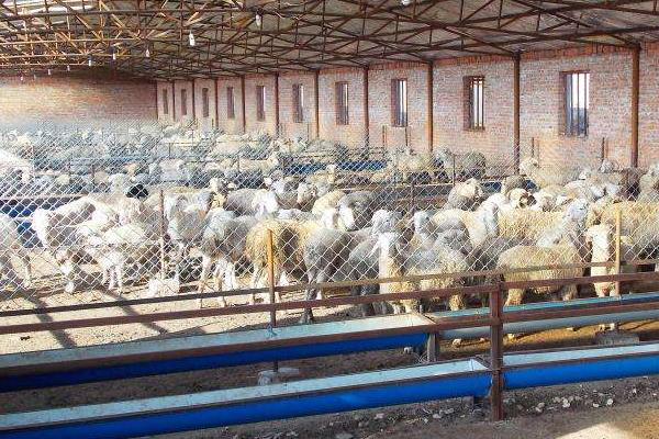 養(yǎng)羊的利潤與成本和有什么風險