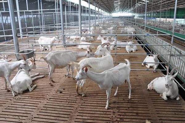 山羊養(yǎng)殖投資成本多少？掙錢嗎？前景如何？