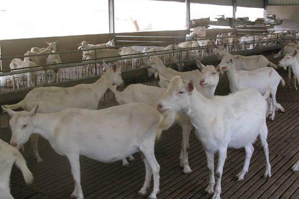 山羊養(yǎng)殖投資成本多少？掙錢嗎？前景如何？