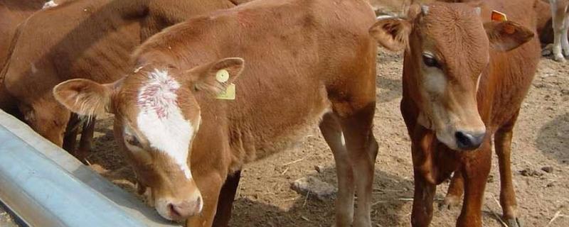 好聽招財的養殖場名字，寓意養殖場紅火的名字，好聽又霸氣的養殖名字