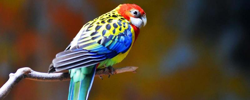 鸚鵡養殖利潤與銷路，鸚鵡養殖需要辦什么手續