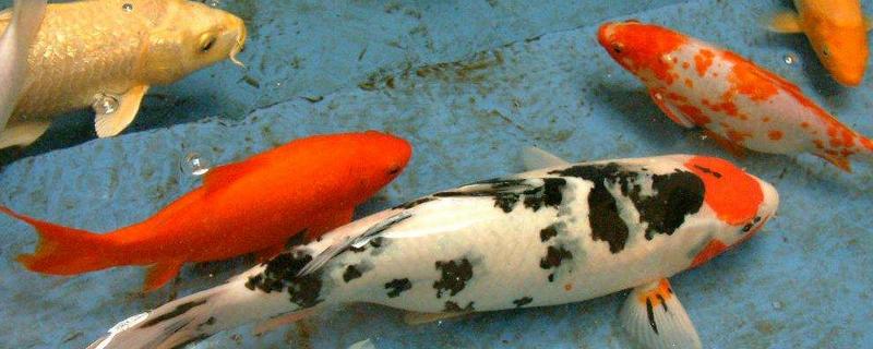 錦鯉養殖的方法與技巧，錦鯉養殖前景和利潤